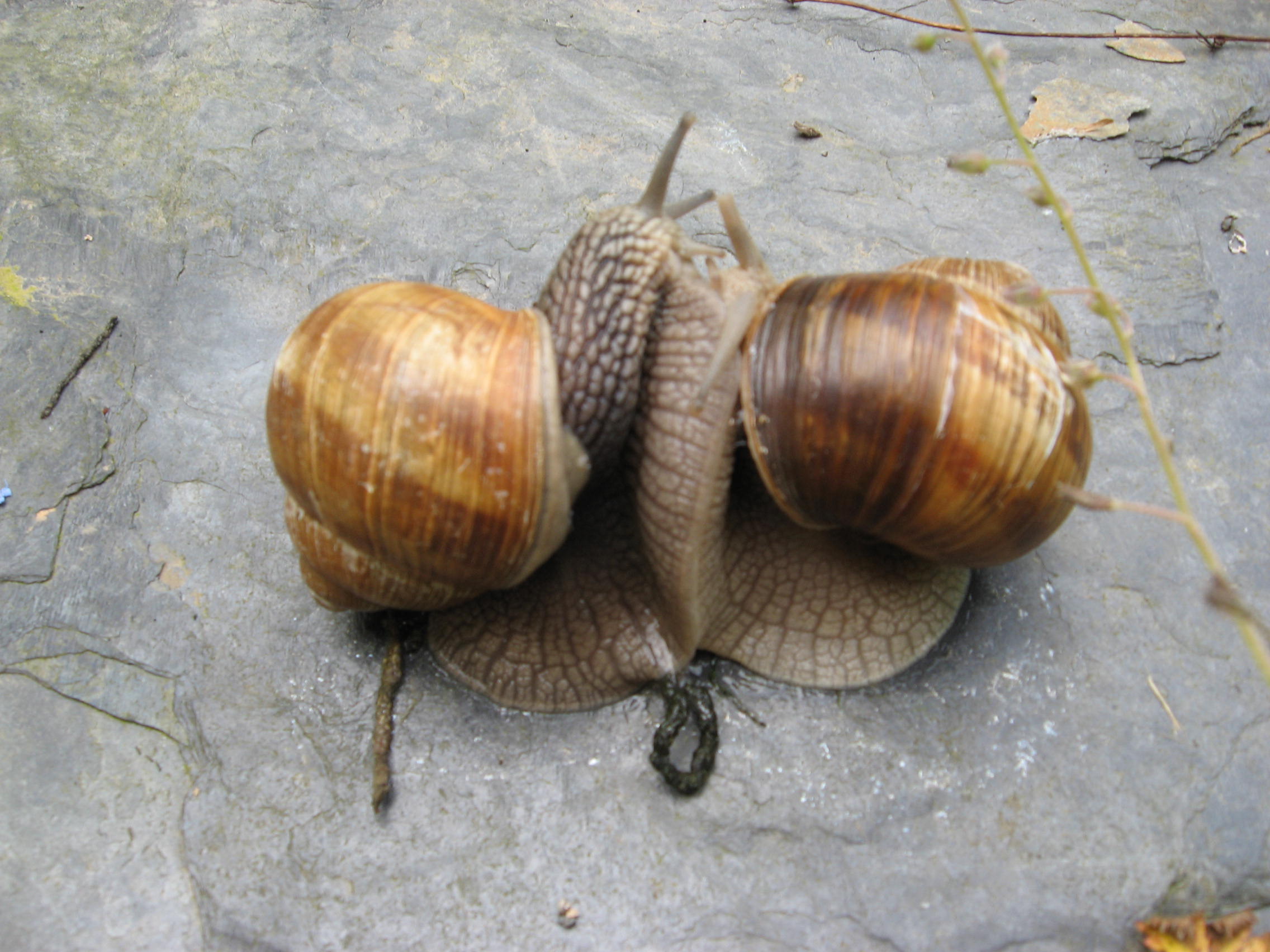escargots accoupl&eacute;s