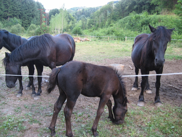 poulain et Merens