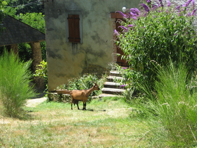 ch&egrave;vre du Puget