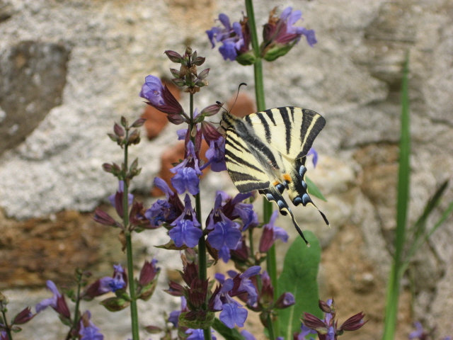 papillon sur sauge